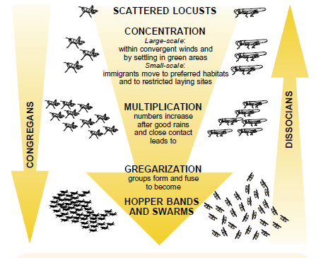 Locust Phases