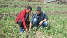 surveyed carried out of  pests and diseases on vegetable crop