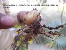 Disease symptom of Potato