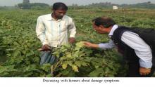 Discussing with farmers about damage symptoms