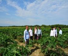 Survey for pest and diseases in Papaya Plantation