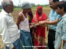 Survey In Sugarcane Crop