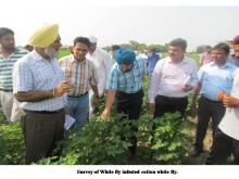 Survey of White Fly infested cotton